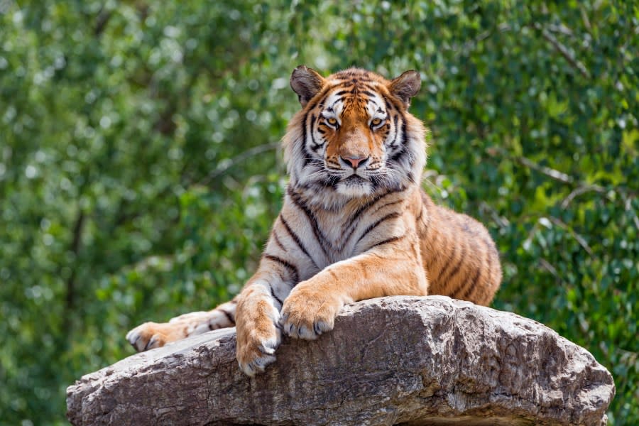A young Siberian tiger posing on the top of a big rock