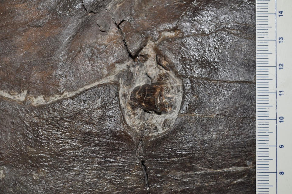 A magnified look at the tooth left in the lower jaw of the mosasaur. <cite>Courtesy of the Royal Tyrrell Museum of Palaeontology</cite>