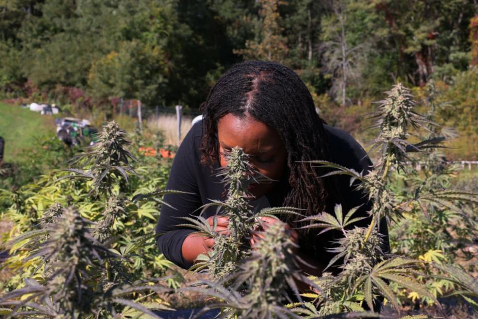 <div class="inline-image__title">1431515229</div> <div class="inline-image__caption"><p>Jasmine Burems, co-owner of Claudine Field Apothecary farms, smells a cannabis plant as she gives a tour of their farm on Oct. 7, 2022 in Columbia County, New York.</p></div> <div class="inline-image__credit">Michael M. Santiago/Getty Images</div>