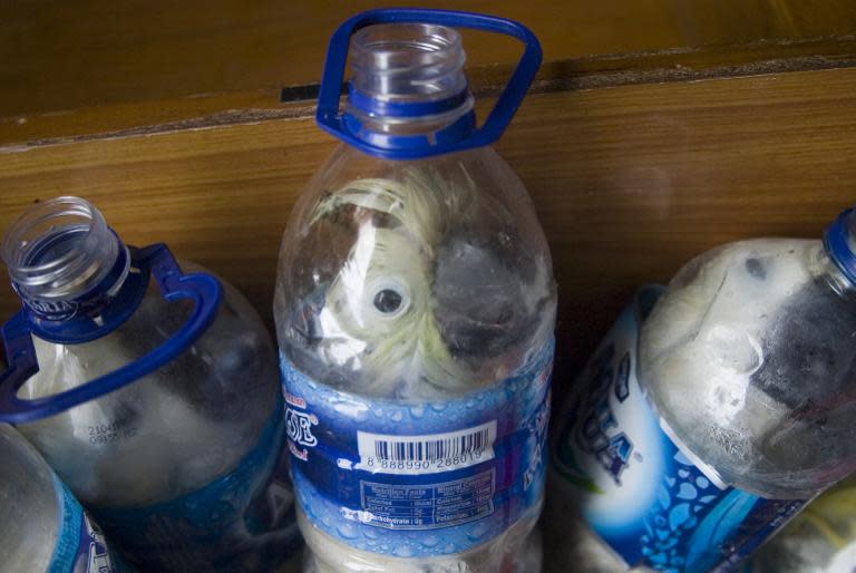 Indonesian police say 21 yellow-crested cockatoos and one green parrot were jammed inside plastic water bottles, as an alleged wildlife smuggler arrived in Surabaya, on May 4, 2015