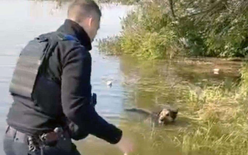 Ukrainian media share pictures of rescued wild animals and pets following the Kakhovka Hydroelectric Power Plant flood - east2west news