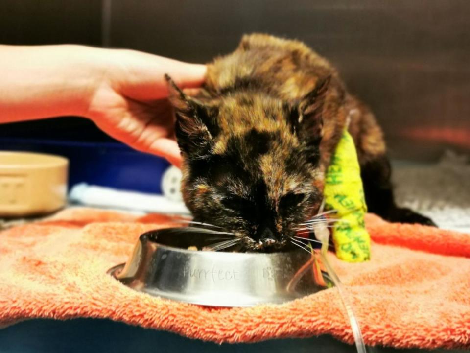 Minnie eats out of a bowl of food as she is patted by a carer.