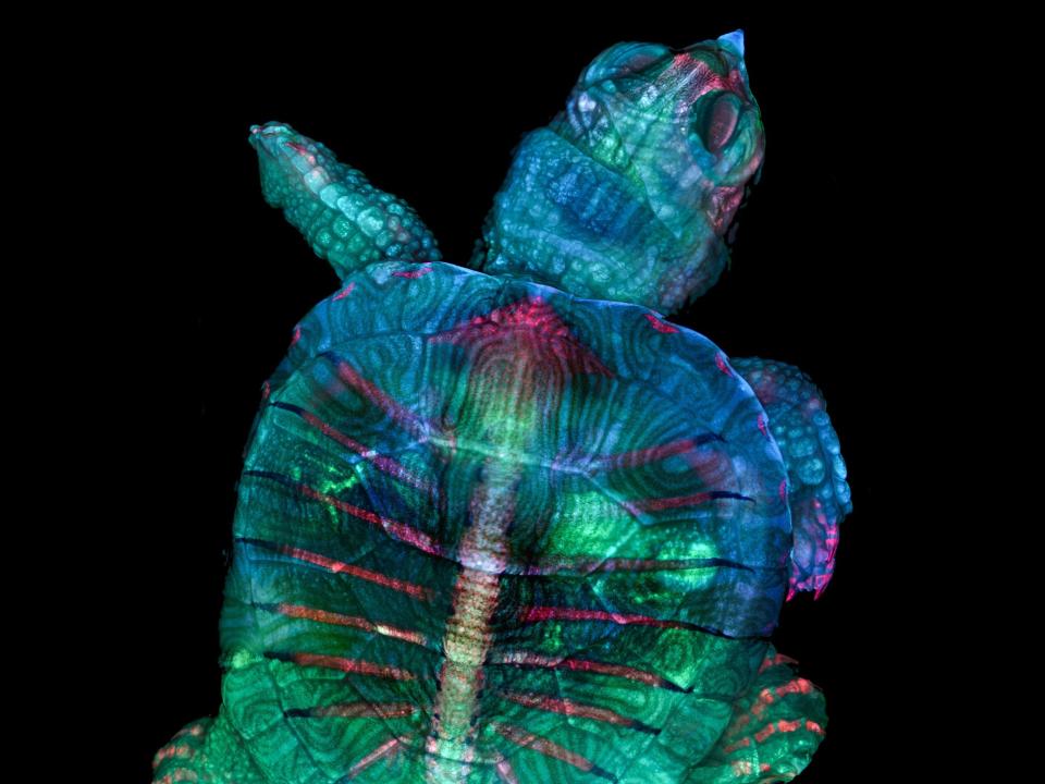 01 fluorescent turtle embryo microscope photo teresa zgoda kugler nikon small world 2019 nsw2019