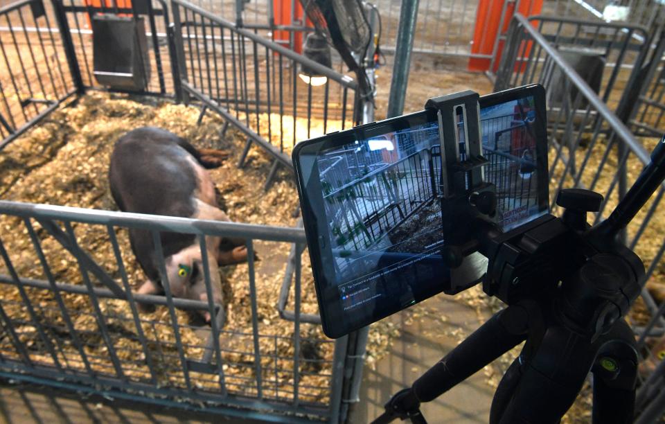 A pig that was part of the 2020 birthing barn as part of the  Wilson County Fair that wasn't held in its entirety because of COVID-19.