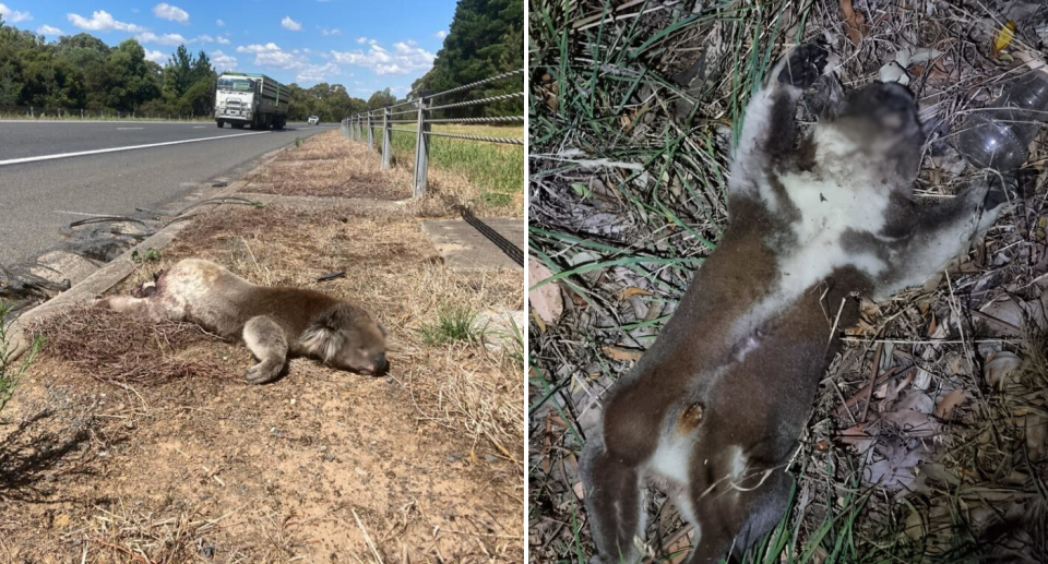 Two images of deceased koalas found on the side of the road near the plantation.