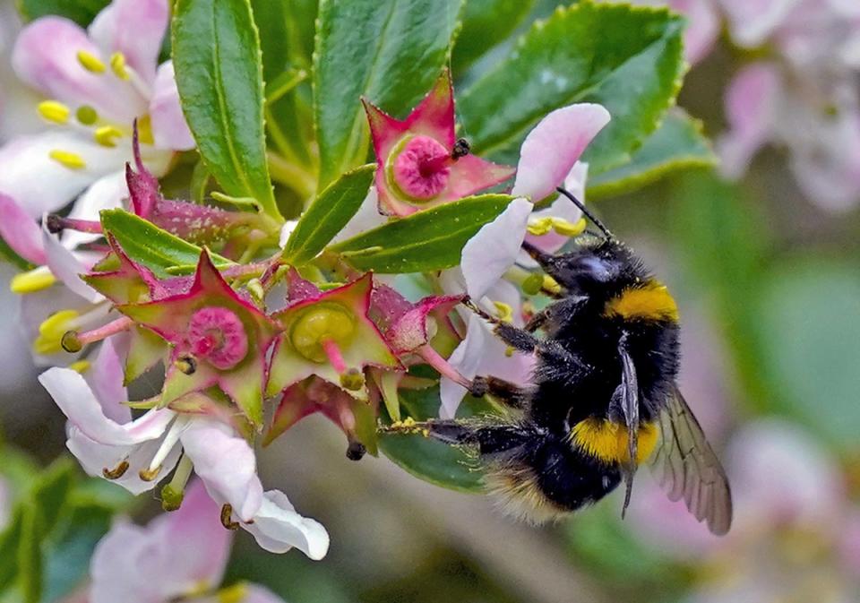 Climate change and agriculture halve insect populations in some areas – study (Peter Byrne/PA) (PA Archive)