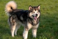 <p>By nature, malamutes are friendly toward humans but quarrelsome with other dogs. They tend to be stubborn and are not easily trained, and they prefer to be outdoors. </p>