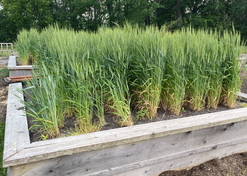 Students made a garden with multiple raised beds and a trellis outside Tiger Ventures in Endicott, New York. They collaborated with a local farmer. (Photo by Nicholas Greco) 