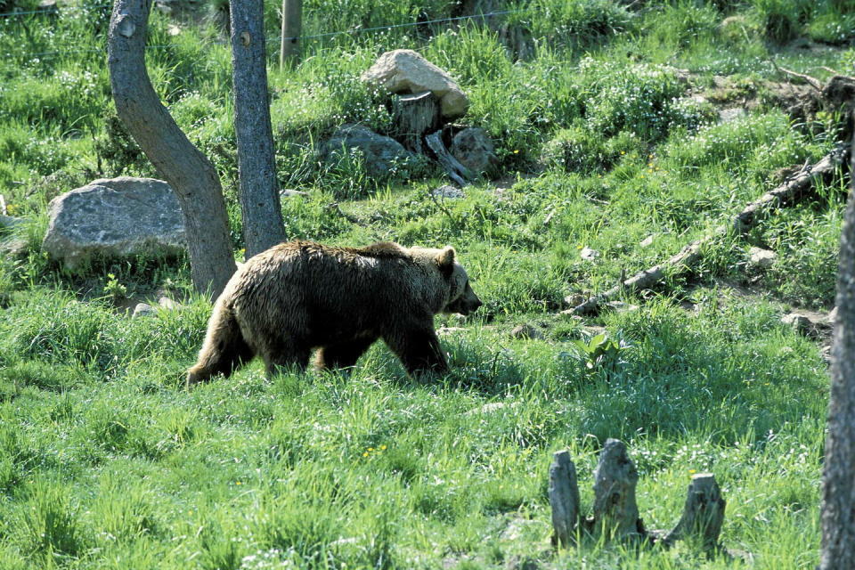 Un ours brun dans les Pyrénées.  - Credit:FRILET/SIPA 