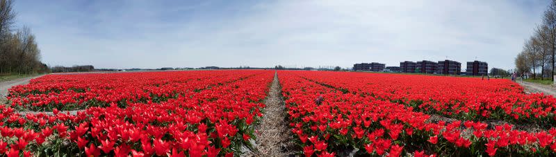 FILE PHOTO: A Dutch tulip field is seen in this stitched photo, consisting of nine separate photos taken in sequence, in Noordwijk