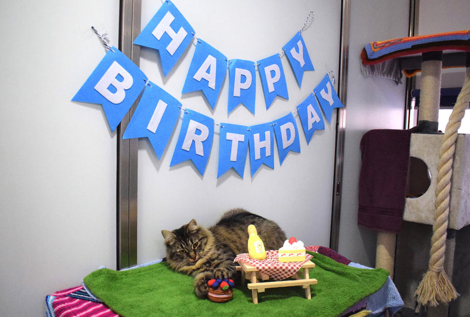 Back on her beat, party for one. (Photo: Battersea Dogs & Cats Home)