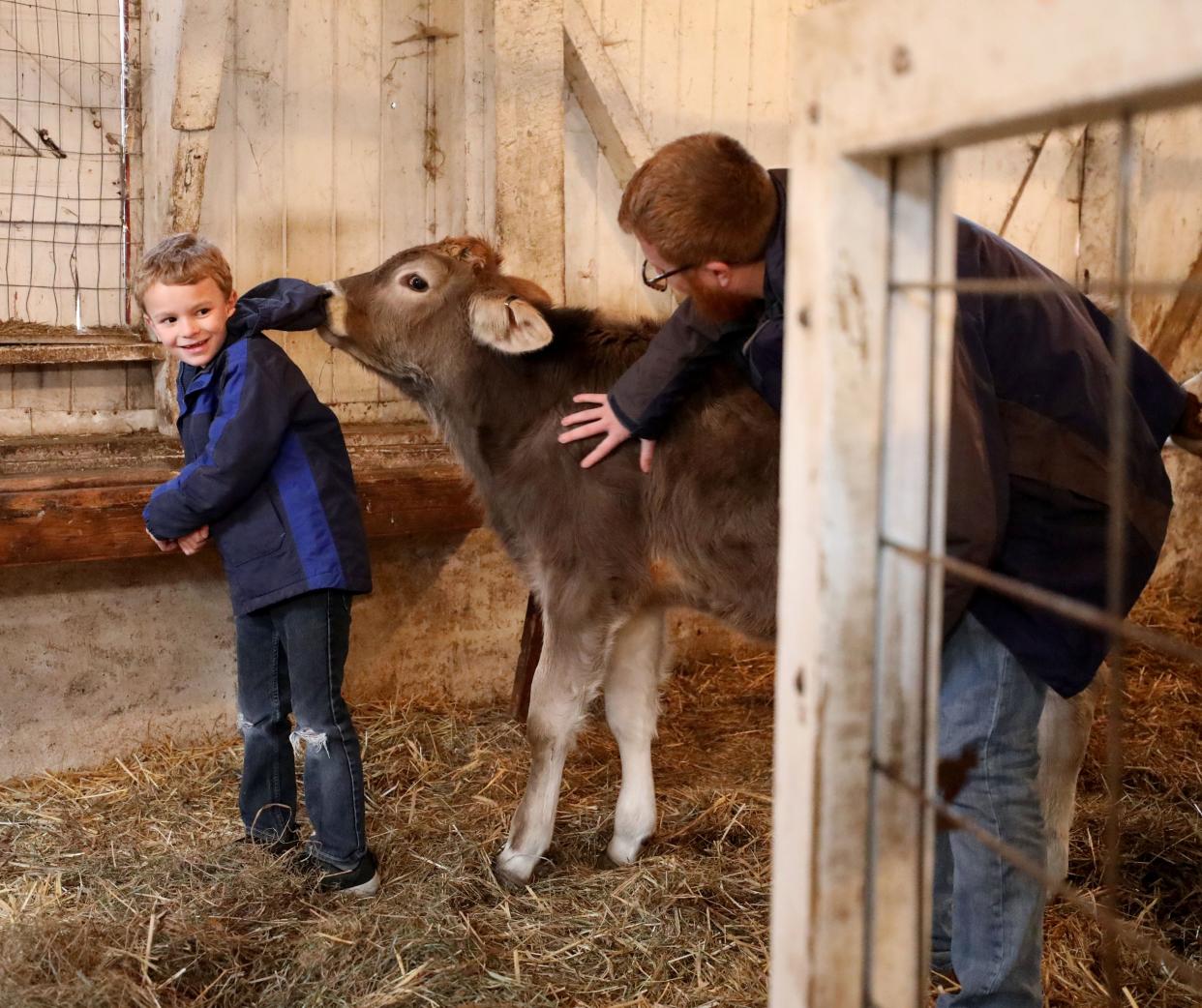 Harrison Kloehn, 7 1/2, from Valhalla gets up close and personal with a 5-month old Brown Swiss calf at the Alfred B. Delbello Muscoot Farm Park in Somers, as Jonathon Benjamin, the curator prepares the animals for the winter months, Dec. 29, 2018. 