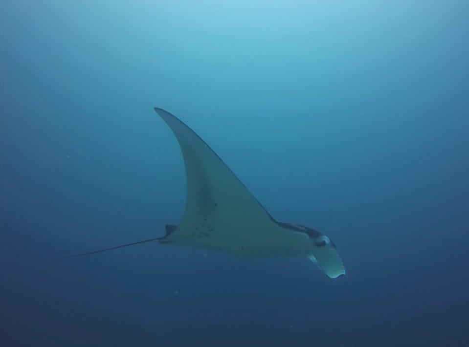 Manta Ray underwater