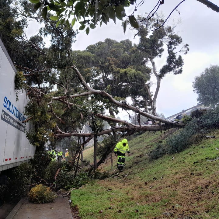 San Diego city crews responding to a downed tree on Feb. 6, 2024. (Courtesy of the City of San Diego)
