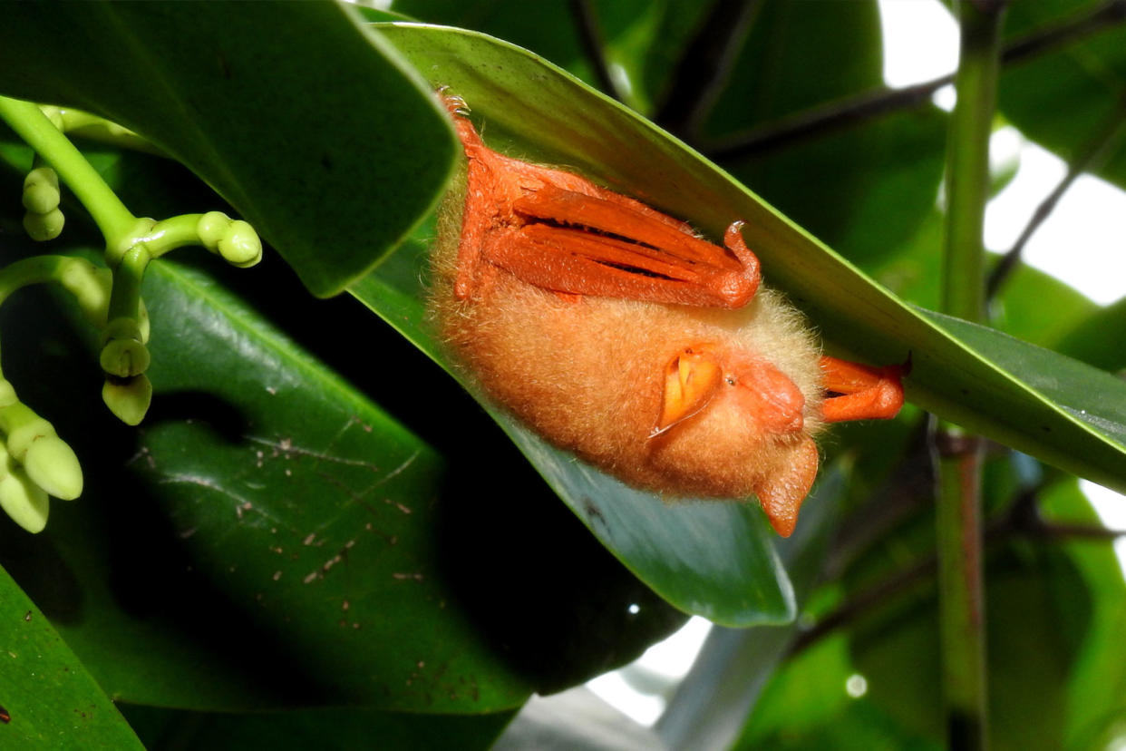 The Painted Wooly Bat (Kerivoula picta) Wiki Media Commons/Abu Hamas