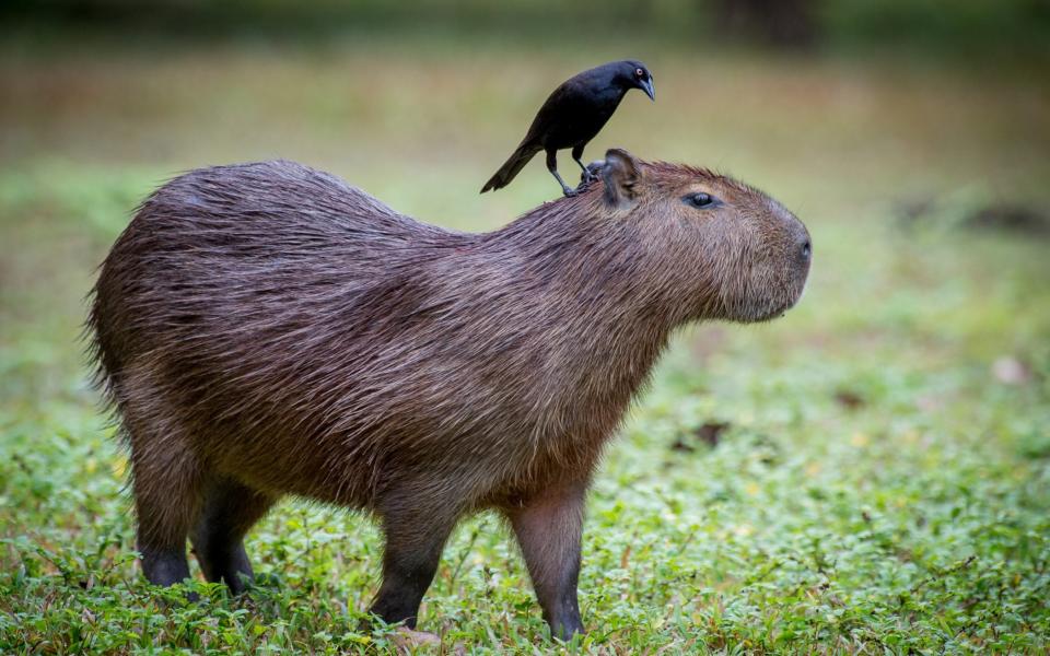 A region's capybara might be in for a shock - Getty