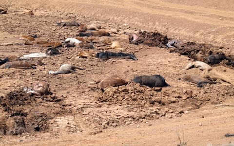 Navajo leaders say they see same problems every year as a result of growing herds of feral animals - Credit: AP