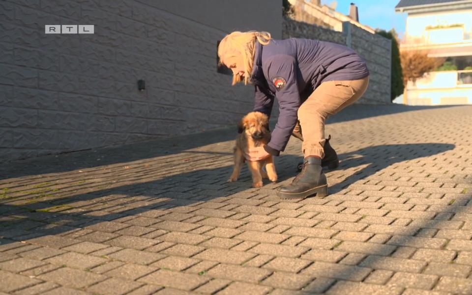 Eine Redakteurin greift ein, bevor Elli auf die viel befahrene Straße laufen kann. (Bild: RTL)