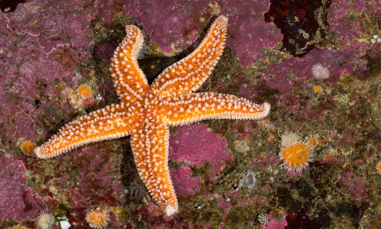 <span>‘Starfish can be found at depths of up to 600 metres, but are often swept on to beaches during stormy weather.’</span><span>Photograph: Frank Hecker/Alamy</span>