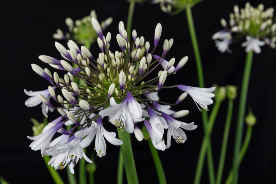 3) Agapanthus FIREWORKS ('Mdb001')