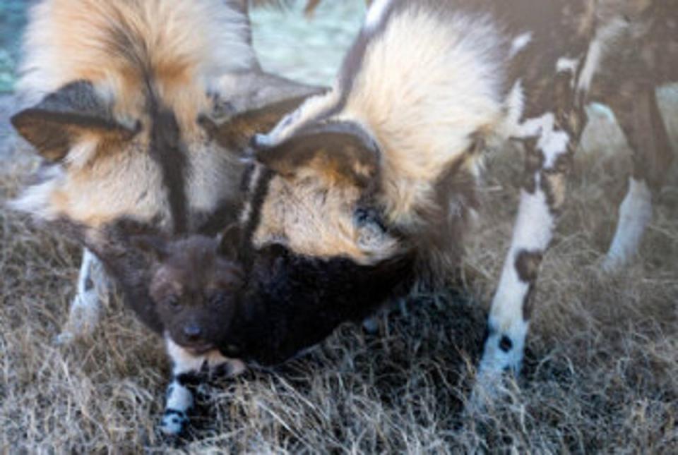 The pups were born to mom Pele at OKC Zoo (Courtesy of OKC Zoo)