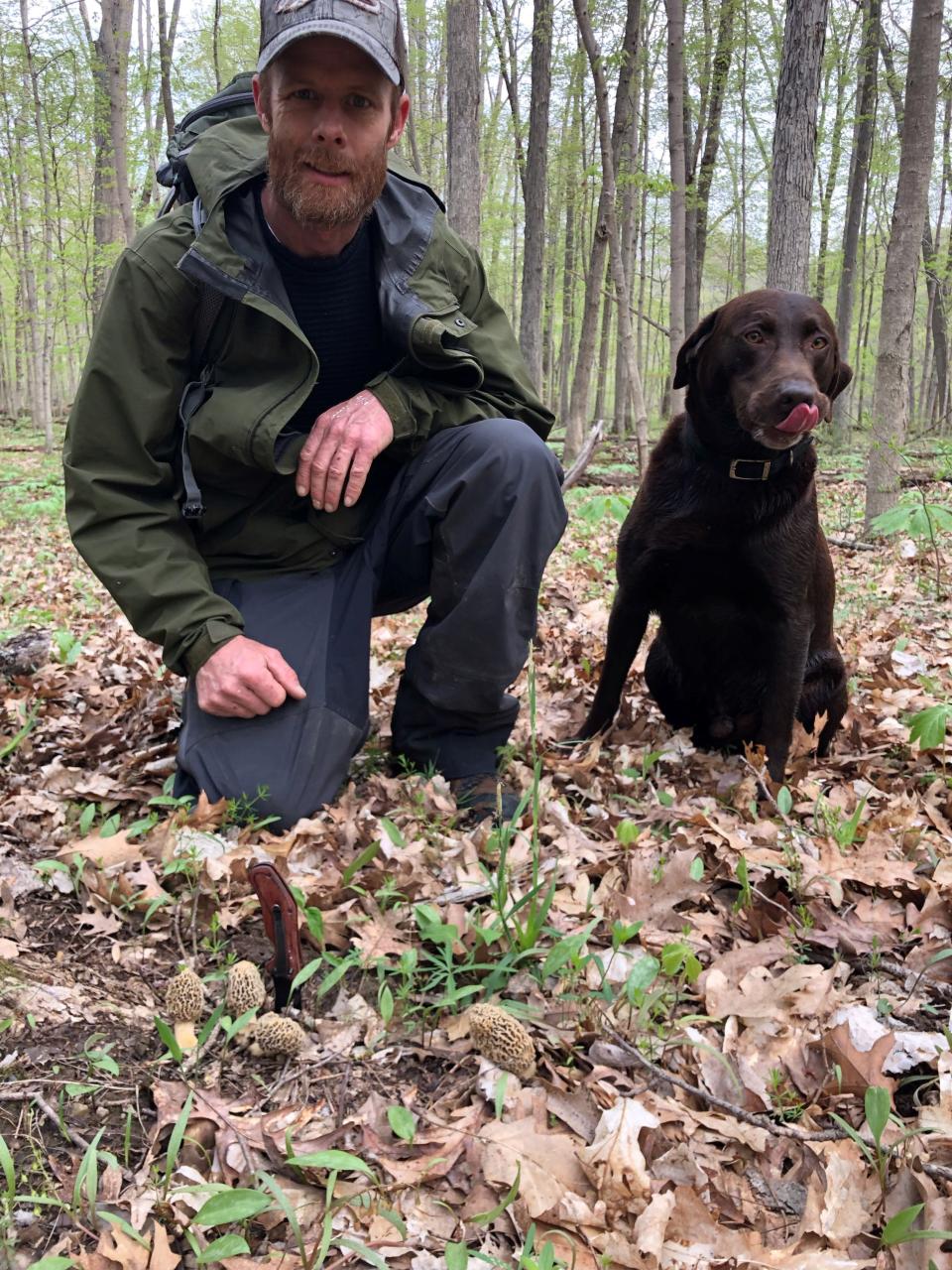 Doug Selby, one of Indiana's certified Mushroom Identification Experts, with Sam the chocolate lab found a handful of yellow morels one spring. Morel hunters take to the woods in mid-April to search for any of the four edible morels found in Indiana.