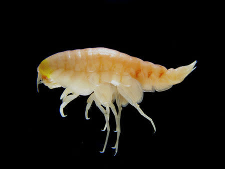 Man-made pollutants have been found in a shrimp-like creature, Hirondellea gigas, from the deepest part of the ocean, more than 10,000 metres deep in the Mariana Trench, in the Northwest Pacific Ocean, in this handout photo provided February 13, 2017. Alan Jamieson/Newcastle University/Handout via Reuters