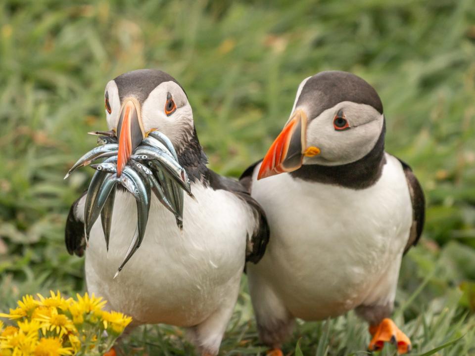 Two puffins, one of which has lots of leaves in its mouth. The other puffin looks on jealously.