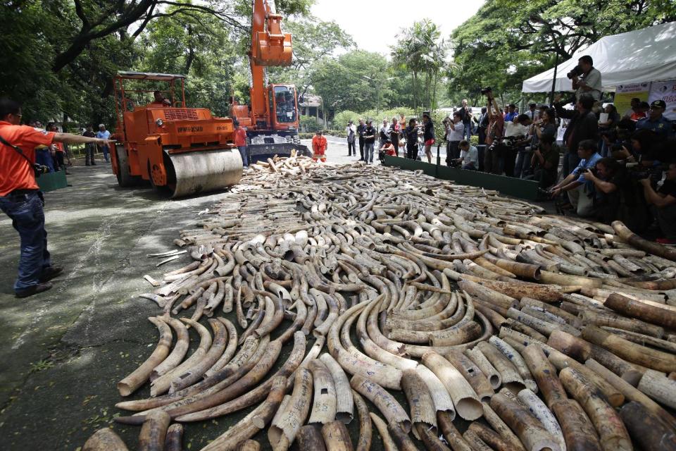 FILE - This June 21, 2013 file photo shows a steamroller and a backhoe used to crush seized elephant tusks during a destruction ceremony at the Protected Areas and Wildlife Bureau of the Department of Environment and Natural Resources in Quezon city, northeast of Manila, Philippines. Political and military elites are seizing protected areas in one of Africa’s last bastions for elephants, putting broad swaths of Zimbabwe at risk of becoming fronts for ivory poaching, according to a nonprofit research group’s report that examines government collusion in wildlife trafficking. (AP Photo/Bullit Marquez, File)