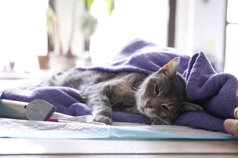 FILE PHOTO: Home vet visits in New York during the outbreak of the coronavirus disease (COVID-19)