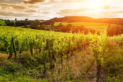 A vineyard in Gascony - Credit: GETTY