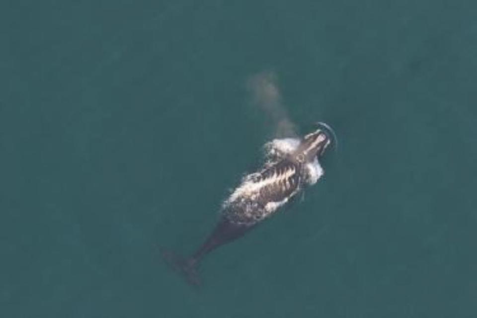 PHOTO: A North Atlantic right whale with propeller scars. (NOAA)