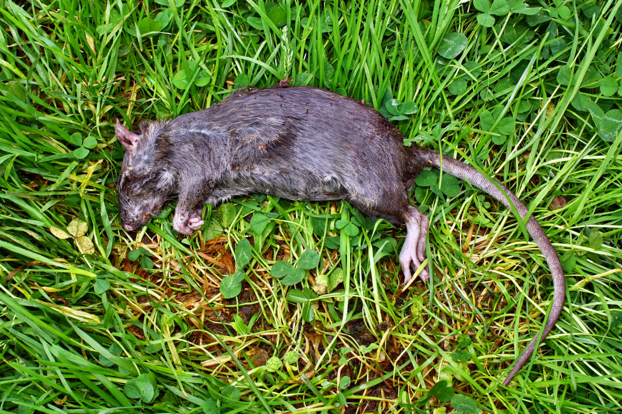 Dead rat in the grass