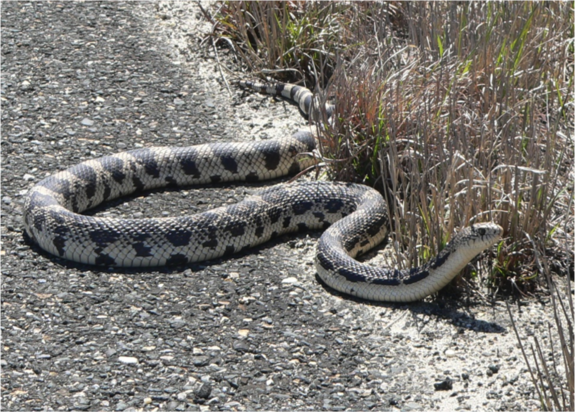 Why can't the snakes cross the road, secret lives of baby snakes and other  New Jersey Pineland snake science – Drexel News Blog
