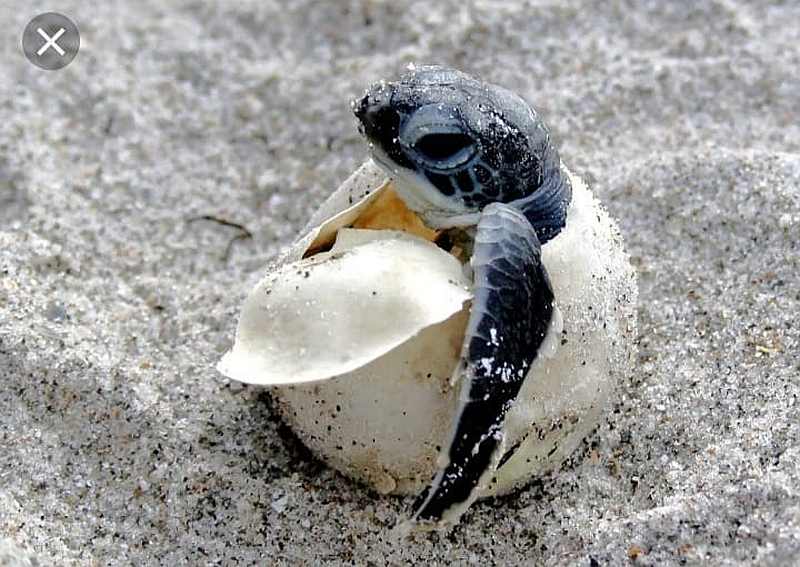 There are an estimated 200 river terrapins in Sungai Kemaman, Terengganu. In Malaysia, river terrapins are only found in Kedah, Perak and Terengganu. — Picture courtesy of Facebook/ Turtle Conservation Society of Malaysia