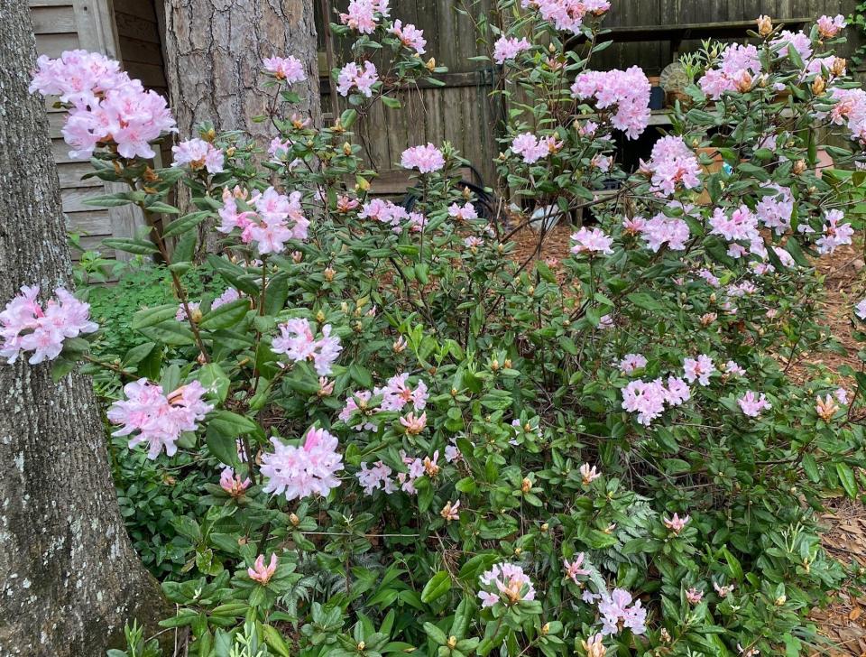 Chapman’s rhododendron is among plants available at Goodwood Museum Plant Sale on Saturday, April 13 2024.