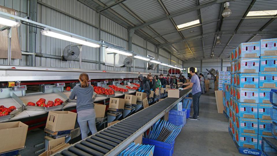 Workers in a shed pack boxes of capsicums. 