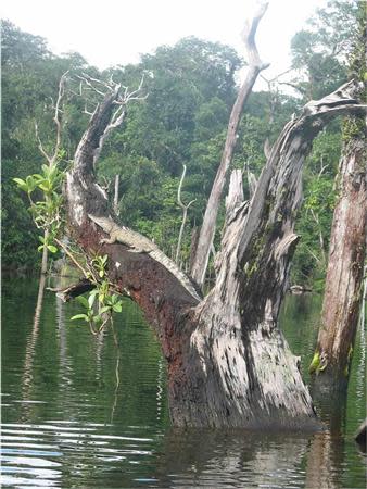 An adult Philippine crocodile is seen on a tree limb in this undated handout photo received on February 14, 2014. REUTERS/M. van Welsem/Mabuwaya Foundation/Handout via Reuters