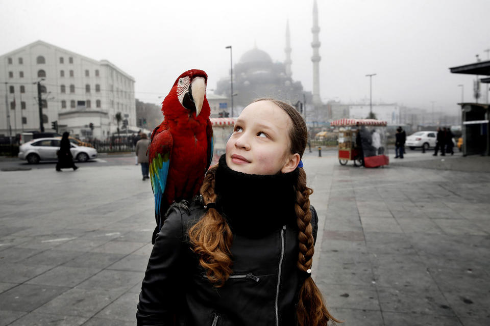 Making Life with a parrot in Istanbul