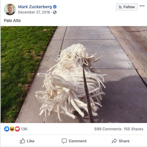 mark zuckerberg dog