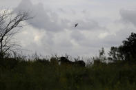 A tauros is silhouetted against the sky at a wildlife sanctuary in Milovice, Czech Republic, Friday, July 17, 2020. Wild horses, bison and other big-hoofed animals once roamed freely in much of Europe. Now they are transforming a former military base outside the Czech capital in an ambitious project to improve biodiversity. Where occupying Soviet troops once held exercises, massive bovines called tauros and other heavy beasts now munch on the invasive plants that took over the base years ago. (AP Photo/Petr David Josek)