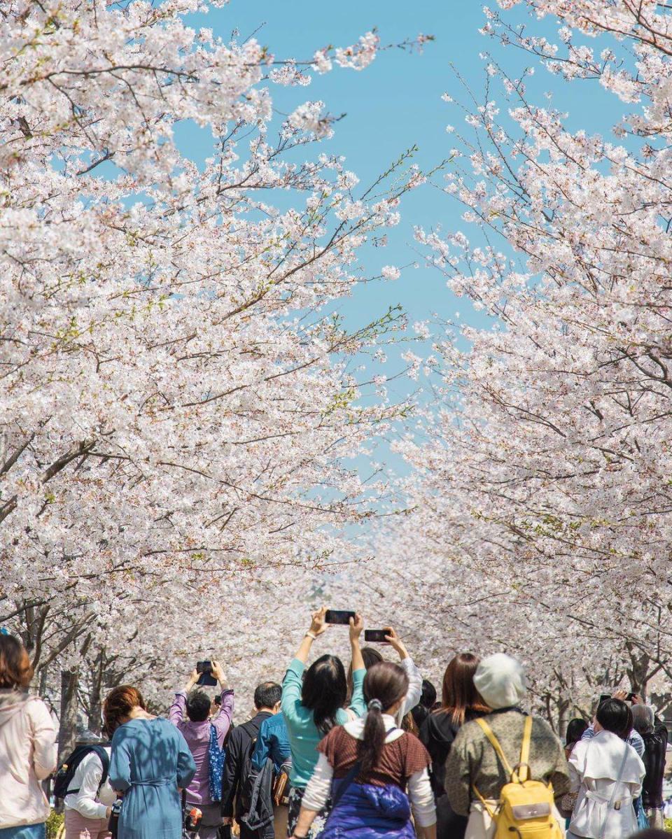 鶴岡八幡宮櫻花照。圖片來源：IG@frankucc