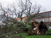 Eine nach starken Windböen umgestürzte Kaiserlinde in Elversberg. Foto: Feuerwehr Neunkirchen