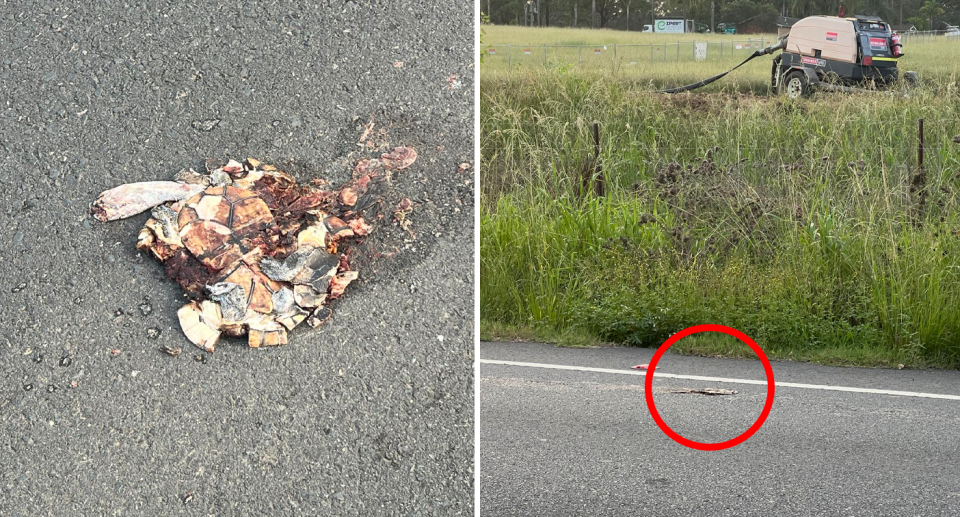 Left, a turtle carcass squashed on the road. Right, the squashed turtle can be seen with in front of machinery throwing into question whether wildlife or infrastructure should be prioritised by authorities. 