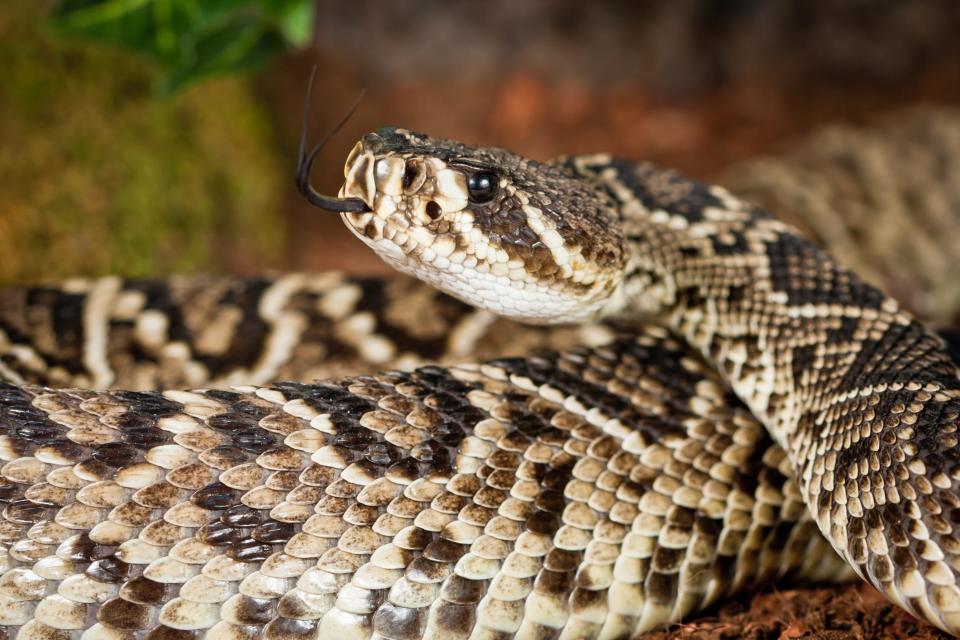 An Eastern diamondback rattlesnake in FL.