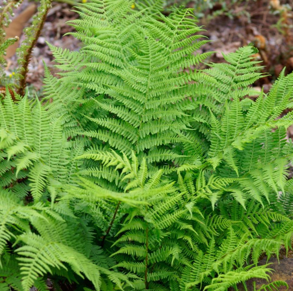 Polysticum setiferum 'Herrenhausen'