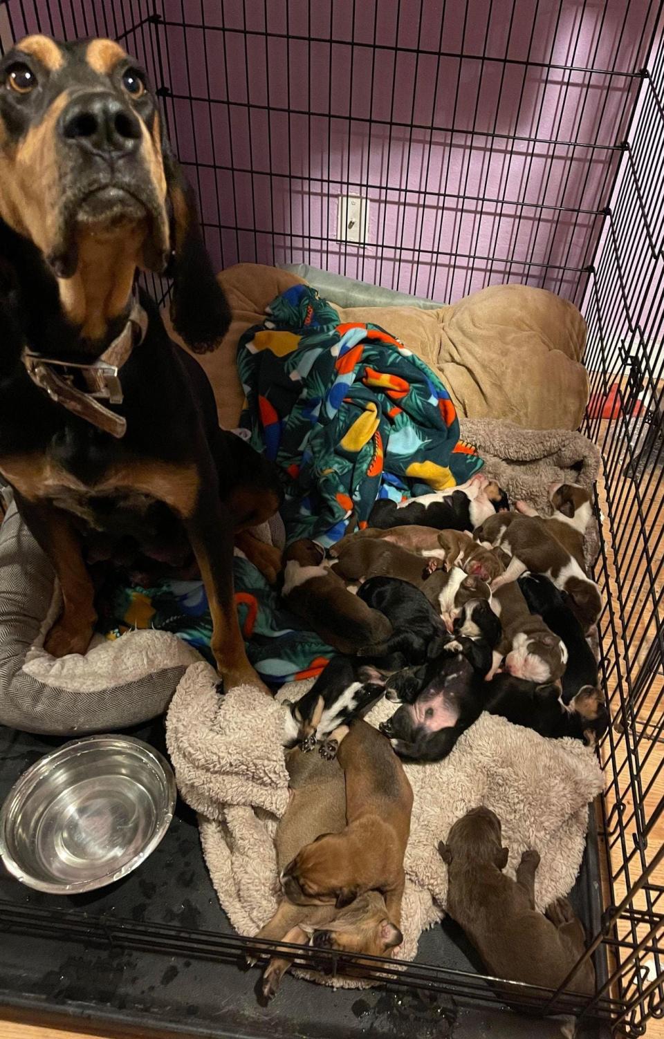 Some of the 50 puppies younger than eight weeks at the Animal Services Center of the Mesilla Valley in early February 2022.