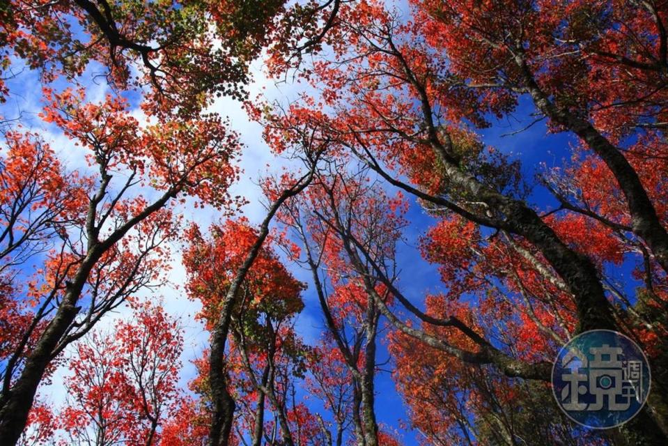 密集的紅葉，在台灣步道比較少見。