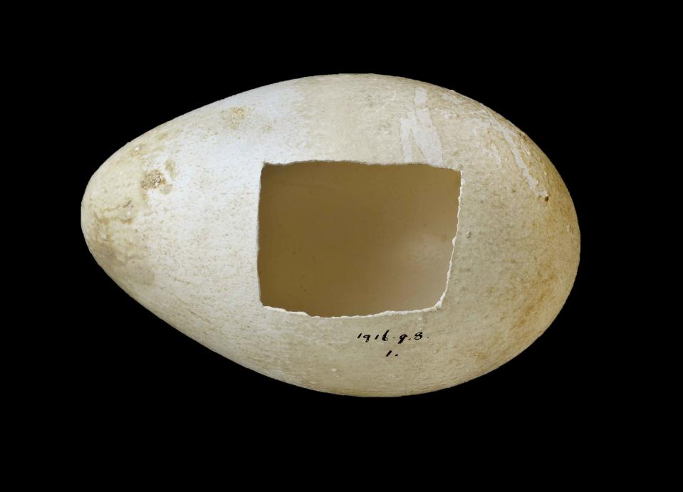 Emperor penguin egg – one of only three fresh eggs collected during Captain Robert Falcon Scott’s ill-fated last expedition to the Antarctic in 1910. The expedition team hoped that the embryos inside would confirm the suspected link between reptiles and birds. (Natural History Museum)