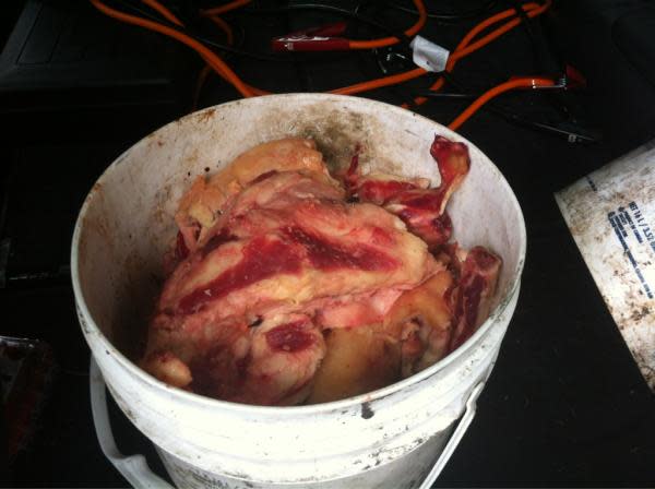 Garrett Clarke's bucket of rotting meat/PHOTO: Garrett Clarke